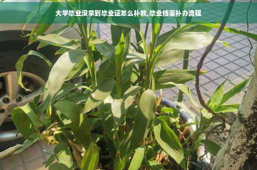 大学毕业没拿到毕业证怎么补救,毕业档案补办流程 大学毕业没拿到毕业证怎么补救,毕业档案补办流程