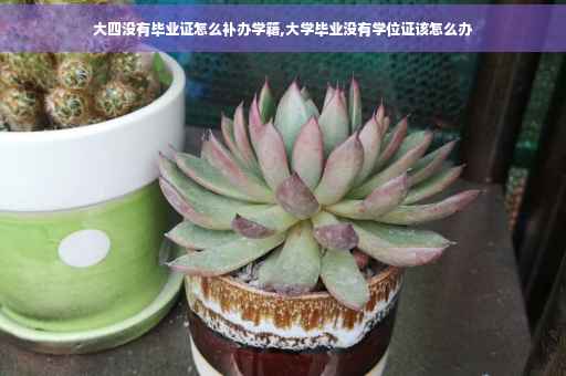 大四没有毕业证怎么补办学籍,大学毕业没有学位证该怎么办