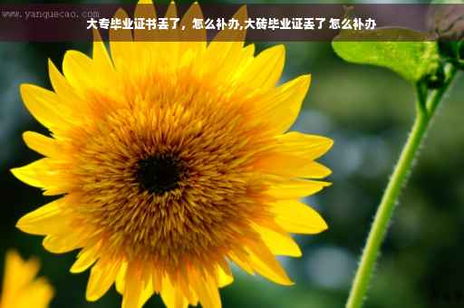 大专毕业证书丢了，怎么补办,大砖毕业证丢了 怎么补办