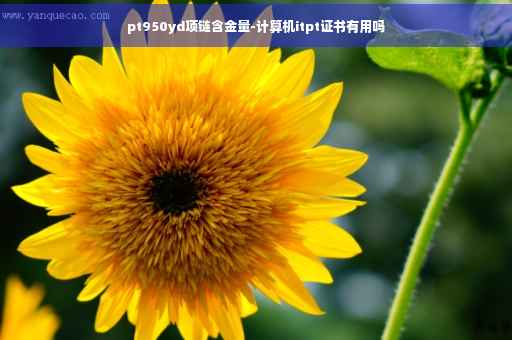pt950yd项链含金量-计算机itpt证书有用吗