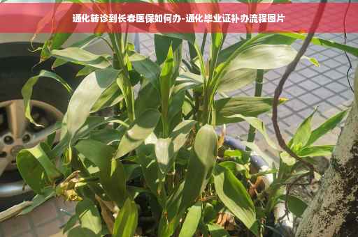 通化转诊到长春医保如何办-通化毕业证补办流程图片