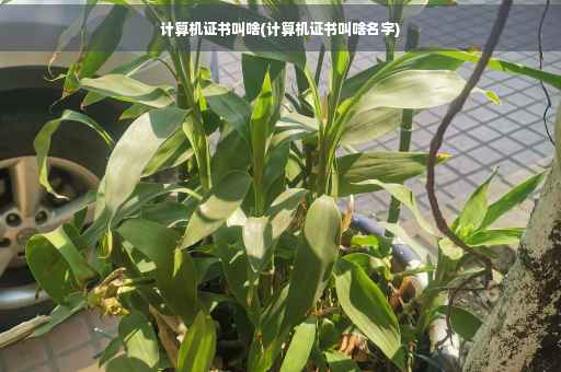 计算机证书叫啥(计算机证书叫啥名字)