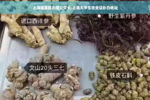 上海哪里能办理公交卡,上海大学生毕业证补办地址 上海哪里能办理公交卡,上海大学生毕业证补办地址