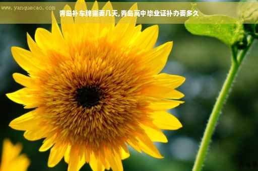 青岛补车牌需要几天,青岛高中毕业证补办要多久