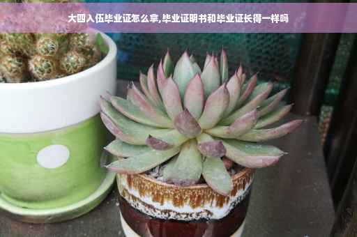 大四入伍毕业证怎么拿,毕业证明书和毕业证长得一样吗