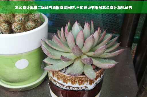 怎么查计算机二级证书真假查询网站,不知道证书编号怎么查计算机证书