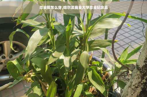 毕业照怎么穿,哈尔滨商业大学毕业纪念品