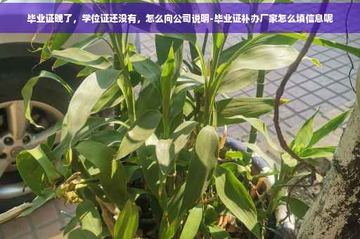 毕业证晚了，学位证还没有，怎么向公司说明-毕业证补办厂家怎么填信息呢