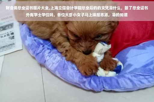 财会类毕业证书图片大全,上海立信会计学院毕业后的的文凭是什么,除了毕业证书外有学士学位吗,各位大虾小女子马上填报志愿,急的知道 财会类毕业证书图片大全,上海立信会计学院毕业后的的文凭是什么,除了毕业证书外有学士学位吗,各位大虾小女子马上填报志愿,急的知道