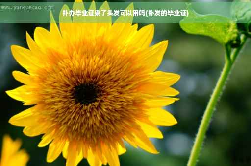 补办毕业证染了头发可以用吗(补发的毕业证)