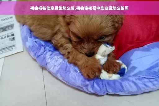 初会报名信息采集怎么填,初会审核高中毕业证怎么拍照