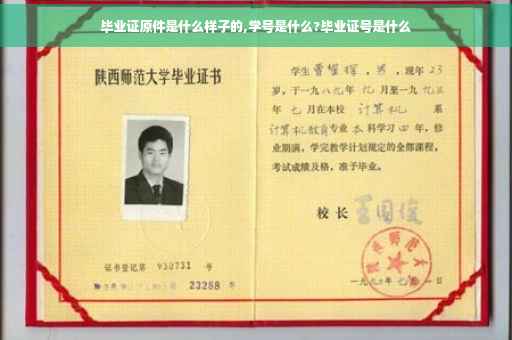 毕业证原件是什么样子的,学号是什么?毕业证号是什么