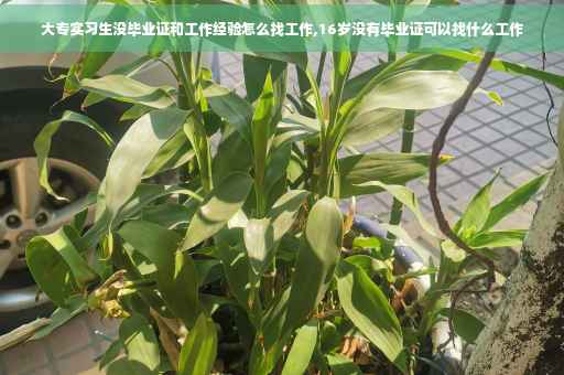 大专实习生没毕业证和工作经验怎么找工作,16岁没有毕业证可以找什么工作