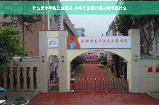 什么是小学生毕业证书,小学毕业证的证书编号是什么