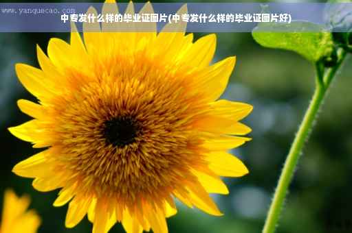 中专发什么样的毕业证图片(中专发什么样的毕业证图片好)