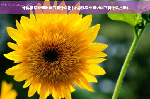 计算机专业知识证书有什么用(计算机专业知识证书有什么用处)