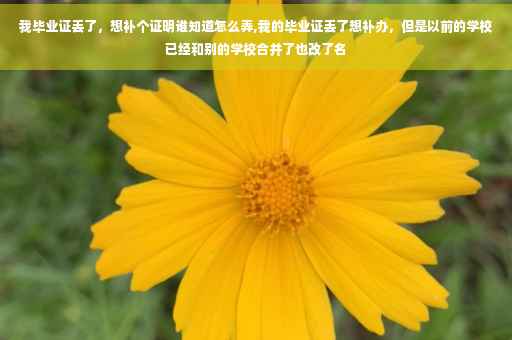 我毕业证丢了，想补个证明谁知道怎么弄,我的毕业证丢了想补办，但是以前的学校已经和别的学校合并了也改了名