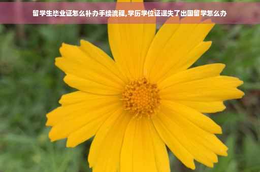 留学生毕业证怎么补办手续流程,学历学位证遗失了出国留学怎么办