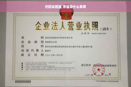 升职加薪猫,晋猫是什么意思