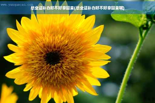 毕业证补办好不好拿回来(毕业证补办好不好拿回来呢)