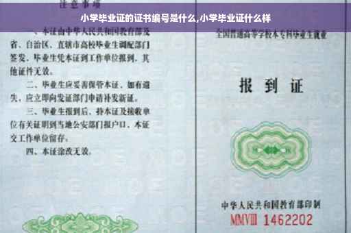 小学毕业证的证书编号是什么,小学毕业证什么样