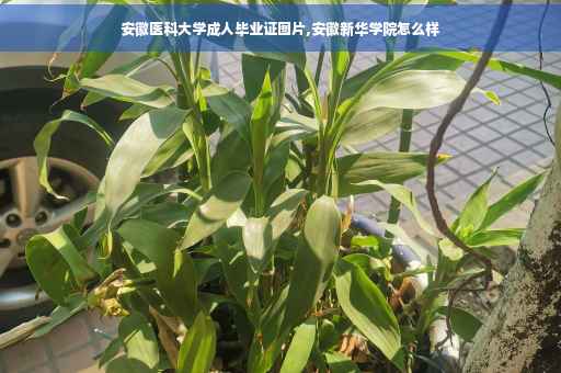 安徽医科大学成人毕业证图片,安徽新华学院怎么样