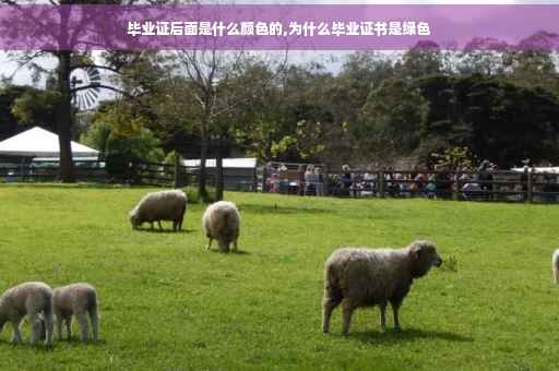 毕业证后面是什么颜色的,为什么毕业证书是绿色