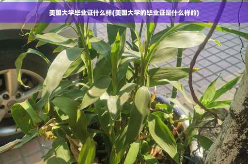 美国大学毕业证什么样(美国大学的毕业证是什么样的)