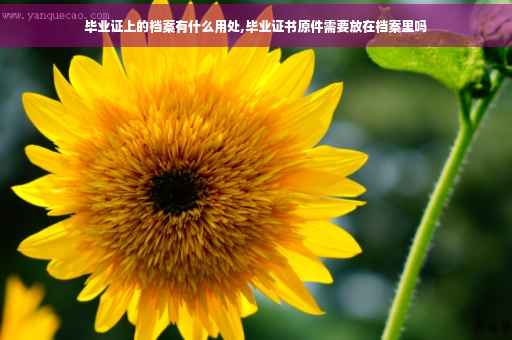 毕业证上的档案有什么用处,毕业证书原件需要放在档案里吗