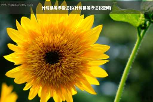 计算机等级着证书(计算机等级证书查询)