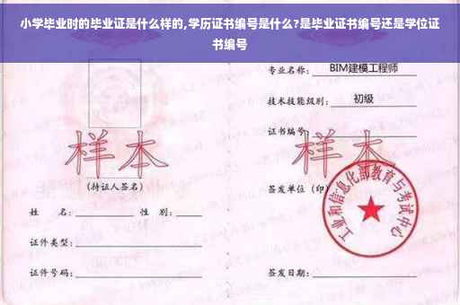 小学毕业时的毕业证是什么样的,学历证书编号是什么?是毕业证书编号还是学位证书编号