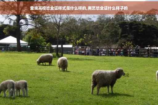 查询高校毕业证样式是什么样的,南艺毕业证什么样子的