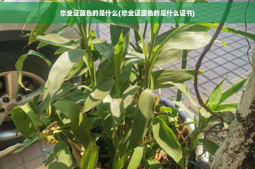 毕业证蓝色的是什么(毕业证蓝色的是什么证书)