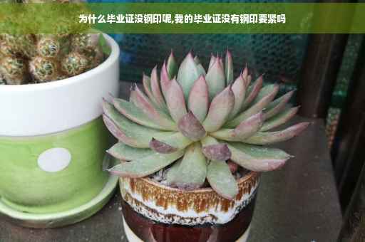 为什么毕业证没钢印呢,我的毕业证没有钢印要紧吗