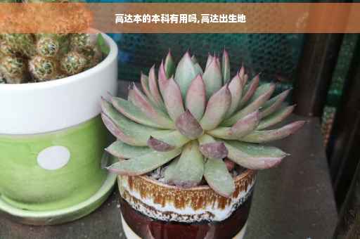 高达本的本科有用吗,高达出生地