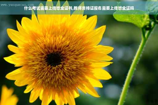 什么考试需要上传毕业证书,教师资格证报名需要上传毕业证吗