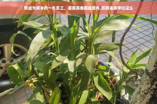 想成为顺丰的一名员工，需要具备那些条件,招聘需要学位证么