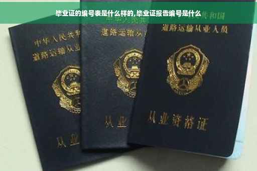 毕业证的编号表是什么样的,毕业证报告编号是什么