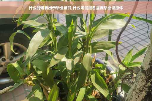 什么时候要出示毕业证书,什么考试报名需要毕业证原件
