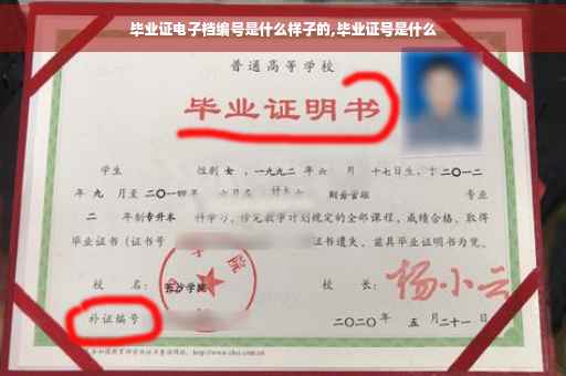 毕业证电子档编号是什么样子的,毕业证号是什么
