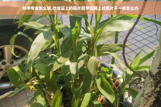 所学专业怎么填,毕业证上的照片和学信网上的照片不一样怎么办