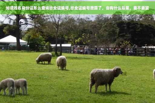 知道姓名身份证怎么查询毕业证编号,毕业证编号泄露了，会有什么后果，要不要紧