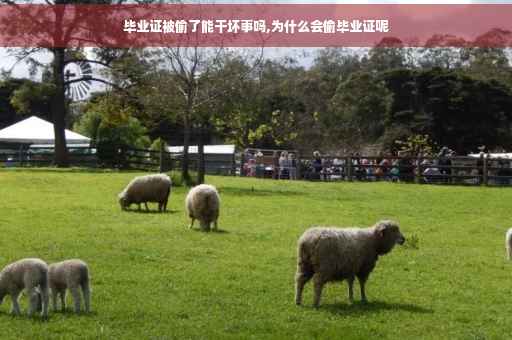 毕业证被偷了能干坏事吗,为什么会偷毕业证呢