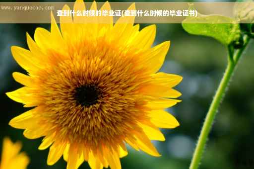 查到什么时候的毕业证(查到什么时候的毕业证书)