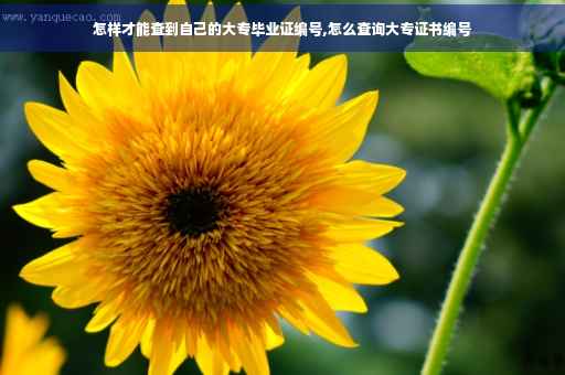 怎样才能查到自己的大专毕业证编号,怎么查询大专证书编号