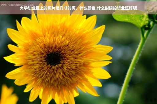 大学毕业证上的照片是几寸的阿，什么颜色,什么时候拍毕业证好呢
