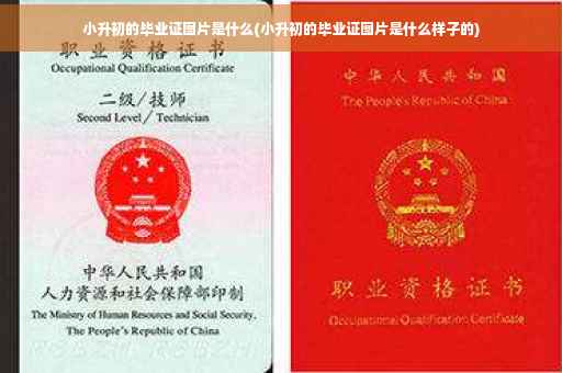 小升初的毕业证图片是什么(小升初的毕业证图片是什么样子的)