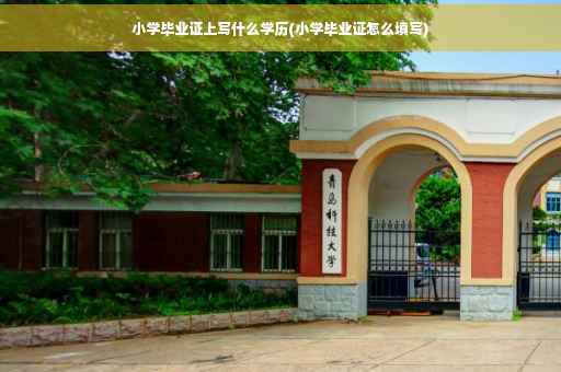 小学毕业证上写什么学历(小学毕业证怎么填写)