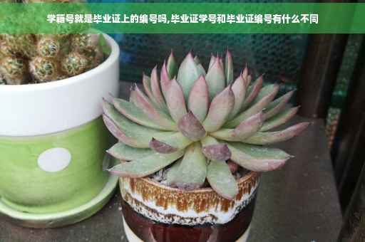 学籍号就是毕业证上的编号吗,毕业证学号和毕业证编号有什么不同