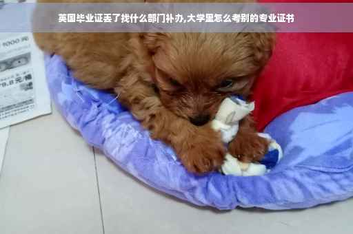 英国毕业证丢了找什么部门补办,大学里怎么考别的专业证书